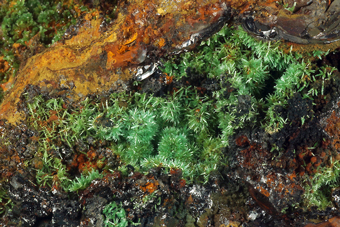 Olivenite - Lavrion, Attik Prefecture, Greece