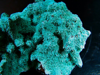 Chrysocolla ps on Azurite ps on Malachite - Lupoto mine, Lubumbashi (Elizabethville), Katanga Copper Crescent, Katanga (Shaba), Democratic Republic of Congo (Zare)