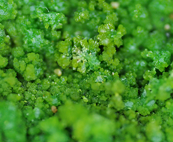 Pyromorphite - Gute Hoffnung mine - Bleibuir - Mechernich - Eifel - North Rhine-Westphalia - Germany