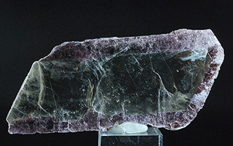 Crowned muscovite - Ira - Alto Uruguay Region - Rio Grande do Sul - Brazil