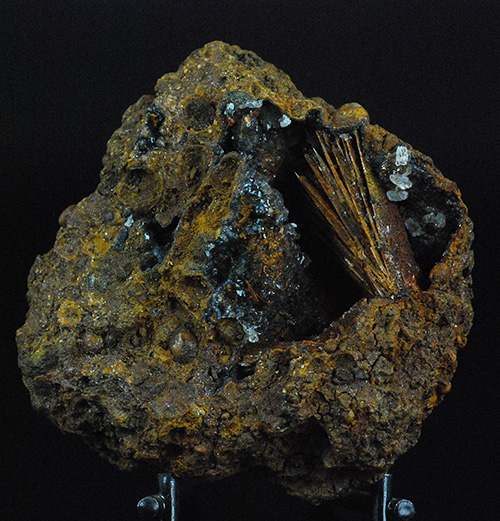 Santabarbaraite in fossil shell -  Kamysh-Burun Trough - Kerchenskoe deposit - Kerchenskyi (Fe) ore basin - Kerch Peninsula - Crimea - Russia