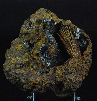 Santabarbaraite in fossil shell -  Kamysh-Burun Trough - Kerchenskoe deposit - Kerchenskyi (Fe) ore basin - Kerch Peninsula - Crimea - Russia