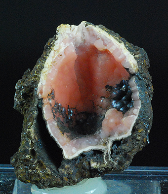 Rhodochrosite and goethite in fossil shell -  Kamysh-Burun Trough - Kerchenskoe deposit - Kerchenskyi (Fe) ore basin - Kerch Peninsula - Crimea - Russia
