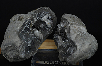 Quartz in septaria - Barsac - Die - Drme - Auvergne-Rhne-Alpes - France
