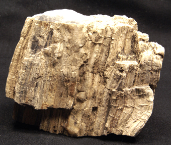 Pietrified Wood - Keetmanshop - Namibia