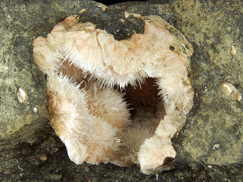 Natrolite - Pizzo Sella, Siusi Alp, Trentino Alto-Adige, Italy