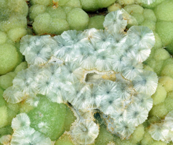 Wavellite - Mauldin mountain quarries, Mauldin Mt., Montgomery Co., Arkansas, USA