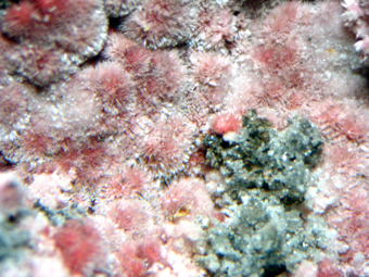Cobaltkoritnigite - Bou Azzer - Morocco