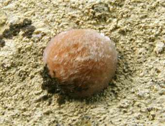 Ferrierite - Monte Olladri Quarry, - Sardegna , Italy