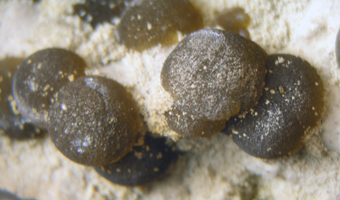 Sph�rosiderite - Mulat� Hill - Hungary