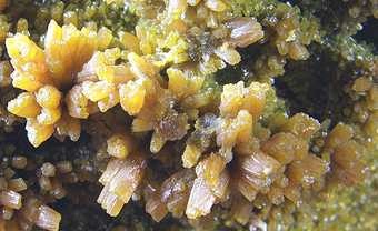 Pyromorphite - Les Farges Mine - France