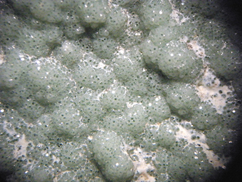 Lizardite - Monte dei tre Abati - Italy