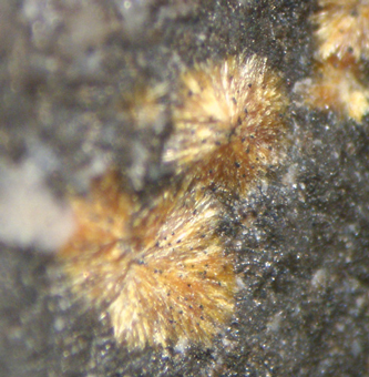 Scheuchzerite - Molinello Mine, Val Graveglia - Italy