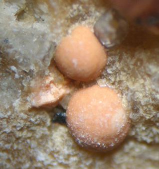 Clinoptilolite- Succor Creek, Oregon - USA
