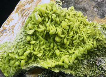 Autunite on Quartz - Assunc�o Mine - Viseu District, Portugal