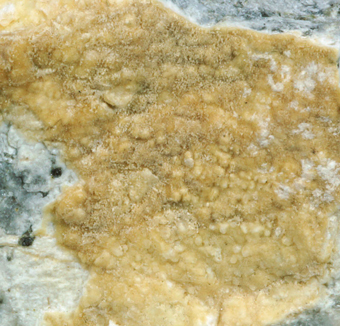 Plombierite, Tobermorite - Cornet Hill, Hunedoara Co., Romania