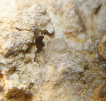 Tschermigite, Calcite, Pickeringite, Pcs-Vasas, Hungary