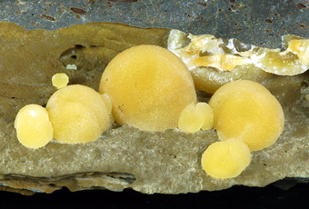 Calcite, Campomorto quarry, Montalto di Castro, Latium, Italy