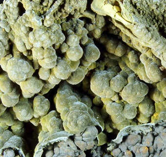 Mottramite - Ojuela mine, Mapim, Durango, Mexico.