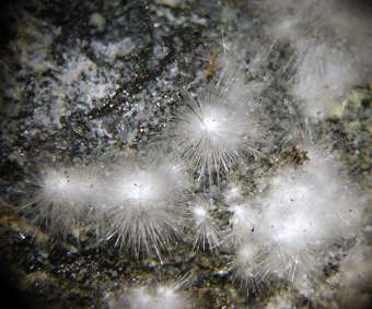 Canavesite (TL) and Dypingite - Brosso Mine, Brosso - Italy