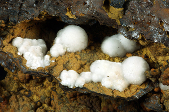 Hydrozincite on limonite - San Valentin mine, La Unin, Murcia, Spain