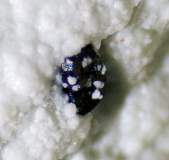 Geikielite on Lizardite - Monte dei Tre Abati, Coli, Emilia-Romagna, Italy