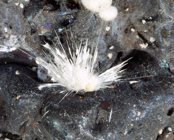 Picropharmacolite - Wittichen, Baden-Wrttemberg, Germany