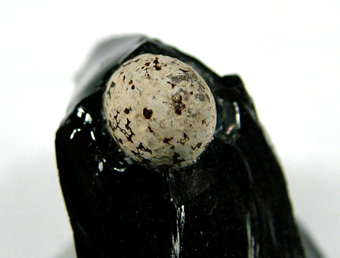 Cristobalite in Obsidian - Cougar Butte occurrence (Canyon Butte; Couger Butte), Cougar Butte, Cascade Range, Siskiyou Co., California, USA
