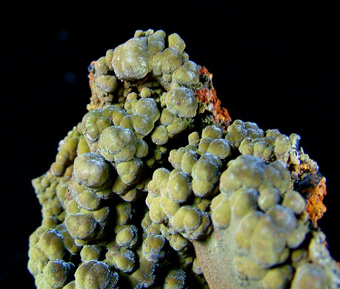 Mottramite - Ojuela Mine, Mapim, Mapim Municipality, Durango, Mexico