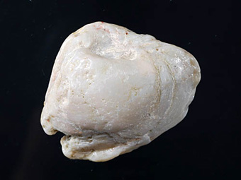 Opalized clam - Coober Pedy, South Australia, Australia