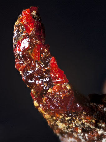 Lorandite, Raguinite, Realgar - Allchar, Macedonia