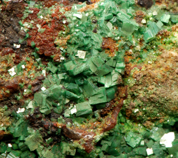 Torbernite - South Wheal Basset, Camborne - Redruth - St Day District, Cornwall, England, UK