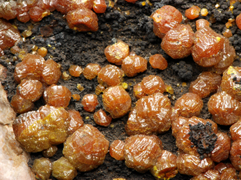 Mimetite var. Campylite - Dry Gill Mine, Caldbeck Fells, Cumbria, England, UK