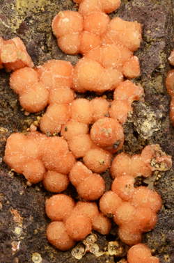 Phillipsite - Ronca, Verona Province, Veneto, Italy