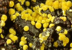 Cacoxenite - Capoterra, Cagliari, Sardegna, Italy