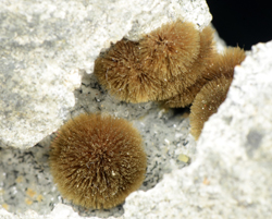 Tuperssuatsiaite - Aris Quarries, Aris, Windhoek Rural, Khomas Region, Namibia