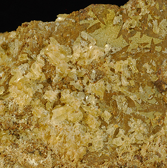 Whewellite - Blina coal mine - Blina - st Region - Bohemia - Czech Republic