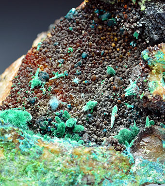 Malachite with Spangolite - Mex Tex Mine - Hansonburg mining district - Socorro County - New Mexico - Usa