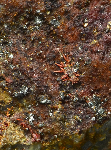 Bendadaite - Veta Negra Mine, Pampa Larga district, Tierra Amarilla, Copiap Province, Atacama Region, Chile (Co-Type Locality)
